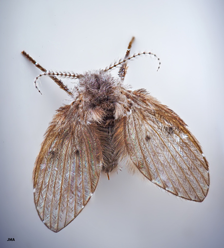 Motmug (Psychodidae)