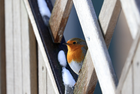 Roodborst