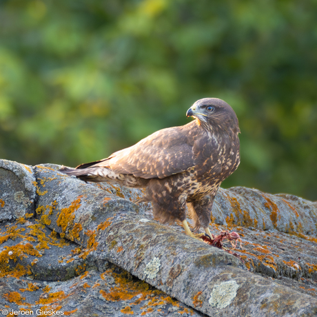 Verstoorde avondmaal