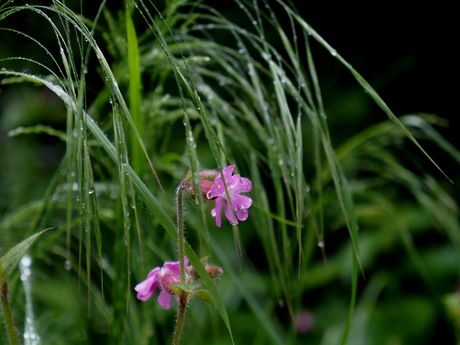 In de regen..