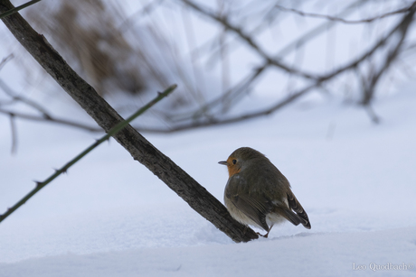 roodborst in de sneeuw