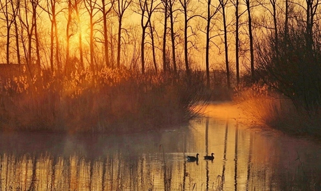 Water met riet bij nevelige zonsopkomst