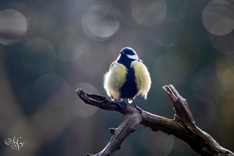 Allemaal bolletjes 😃
