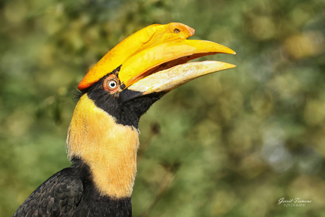 Dubbelhoornige neushoornvogel