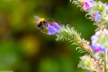 Hommel op Slangenkruid.