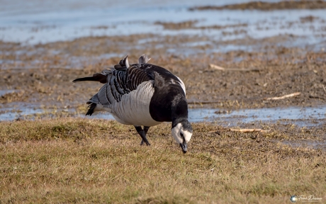 Grazende brandgans in het kustlandschap.