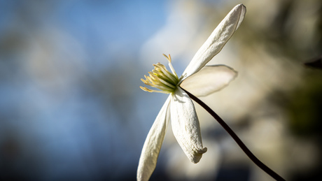 Clematis voorjaarsbloei