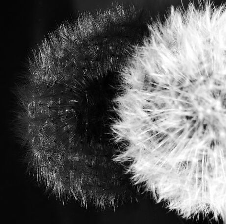 Paardenbloem zwart/wit