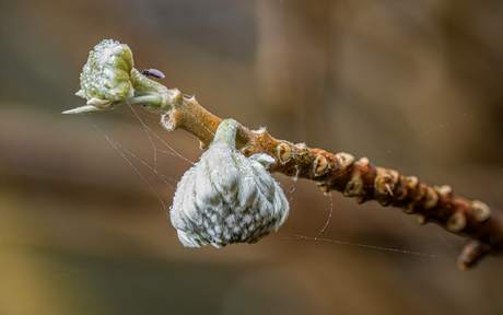 De Kleine Boerderij Plantentuin