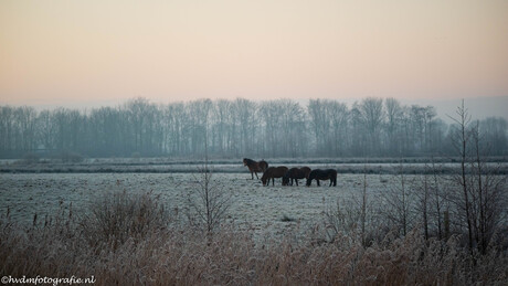 Grazende paarden in een winters landschap