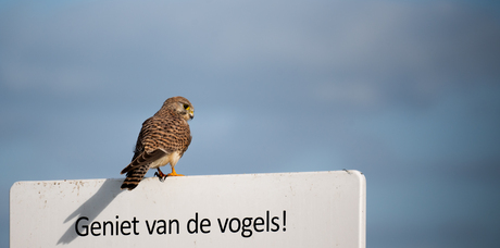 Geniet van de vogels!