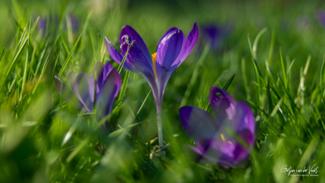 "𝑺𝒑𝒓𝒊𝒏𝒈 𝒊𝒔 𝒊𝒏 𝒕𝒉𝒆 𝒂𝒊𝒓"