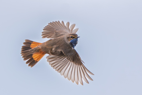 Blauwborst in vlucht.