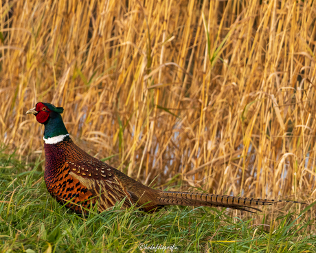Fazant langs de rietkraag
