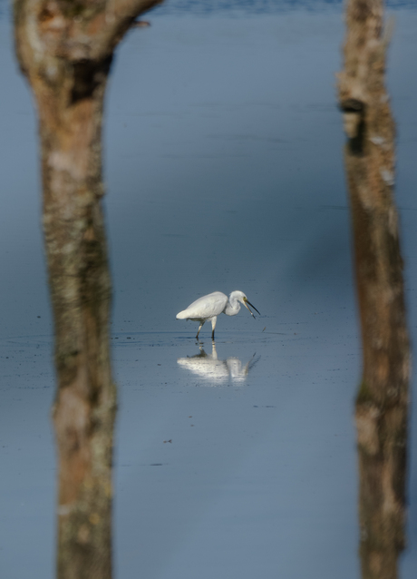 Kleine zilverreiger