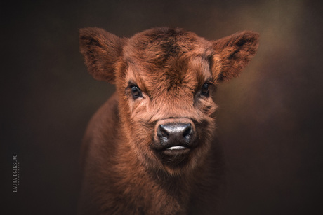 Baby Schotse hooglander 