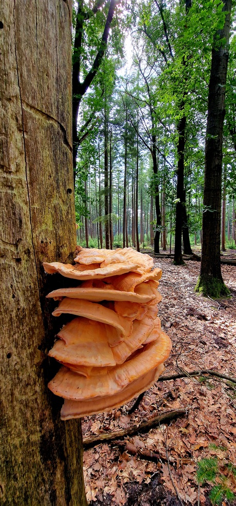 Zwavelzwammen in het bos