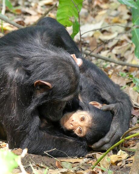 Baby Chimp