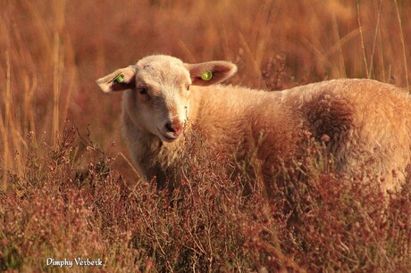 Lammetje tussen de heide