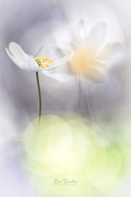 Bling, bling Bosanemoon