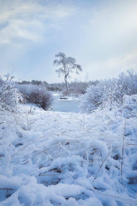 Bekende boom Voorste Goorven met een witte jas aan