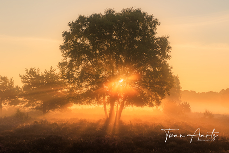 Zonnestralen door de boom in de mist