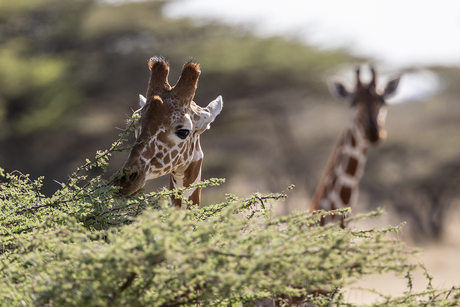 Somalische giraffes