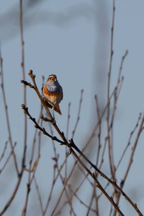 Blauwborst