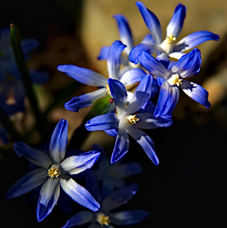 Chionodoxa