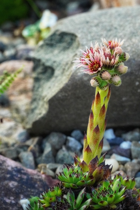 Sempervivum "Black Top"