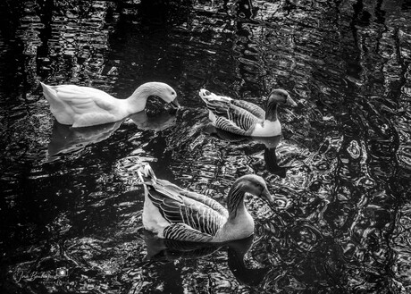 Rimpelingen van Rust