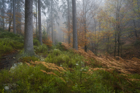 Mysterieuze Bossen