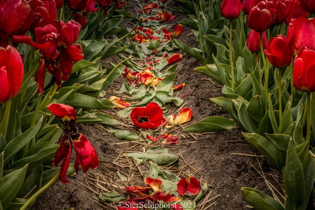 Tulpen