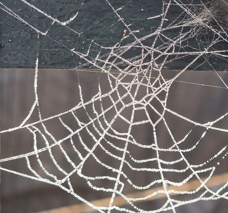 Bevroren spinnenweb 2