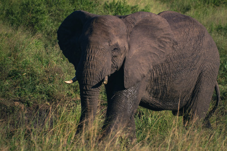 Olifant in Krugerpark