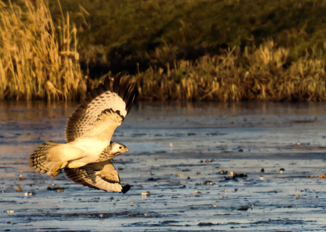 Lichte Buizerd 