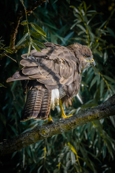 Buizerd 