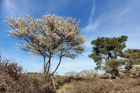 Bloeiend krentenboompje op de hei