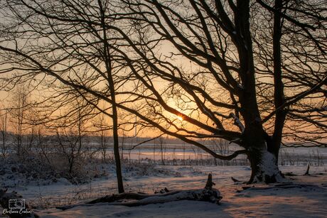 Waar de winter goud kleurt.