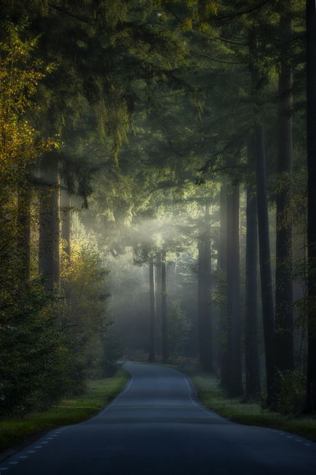 Weg door het Speulderbos