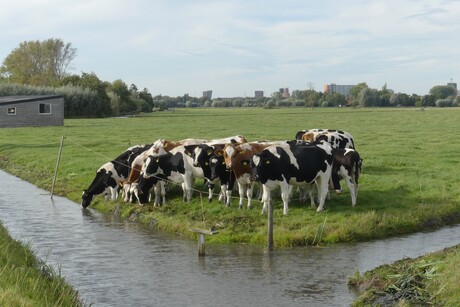 P1290881  Maasland  Weide pad   Niet voordringen  dames  25 sept 2025  