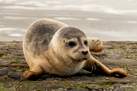 Zeehond