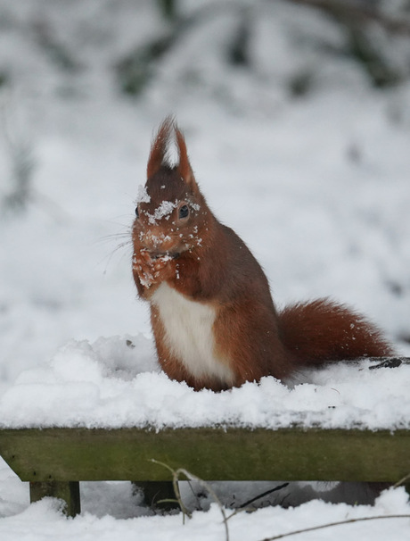 Eekhoorntje in de sneeuw!🐿❄️😃