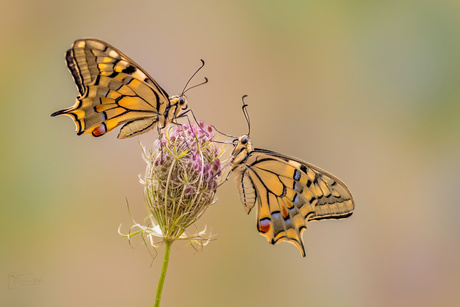 Koninginnepage op de wilde peen.