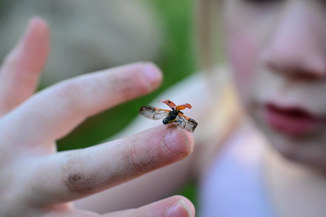 Kleine wonders klaar voor vertrek