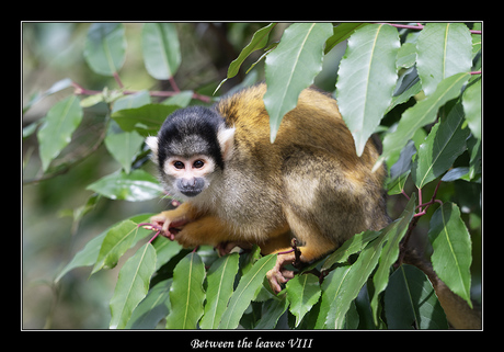 Between the leaves VIII