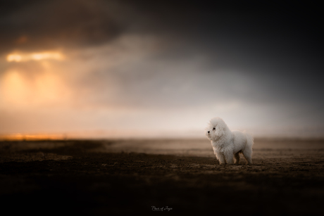 Storm Chaser