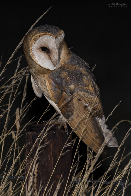 Kerkuil in de nacht