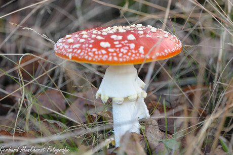 Rood met witte stippen