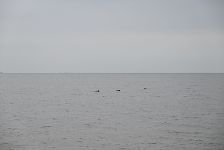 IJsselmeer op een sombere dag